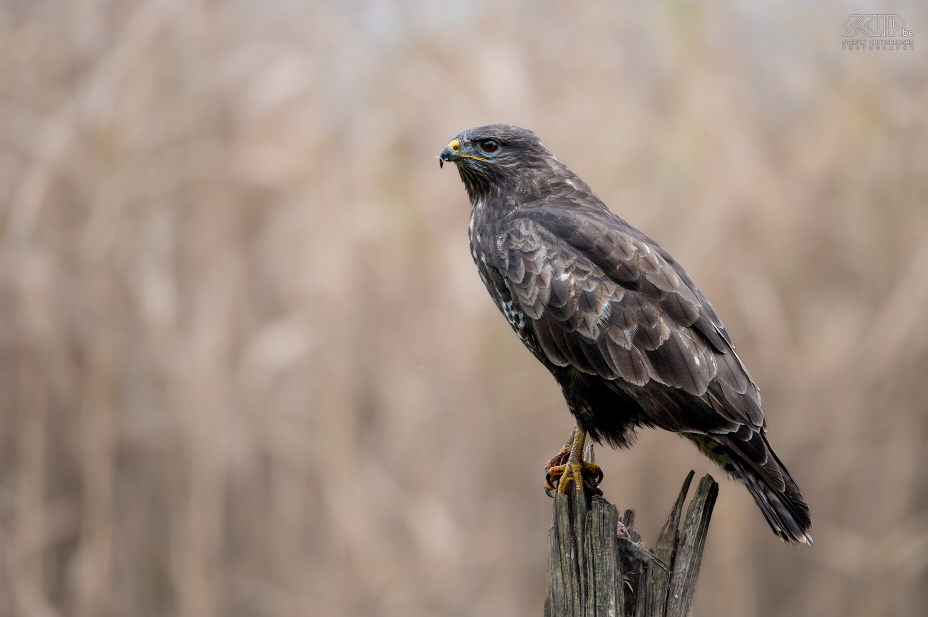 Buizerd Buizerd / Buteo buteo Stefan Cruysberghs